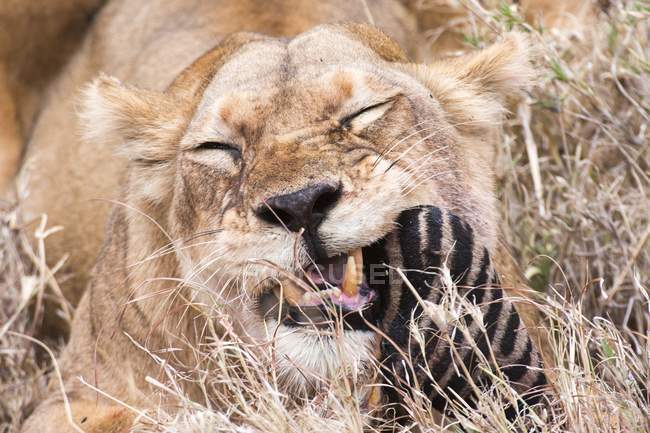 Lioness chewing zebra leg in Tanzania. — Stock Photo
