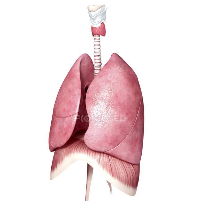Anatomia degli organi toracici — Foto stock