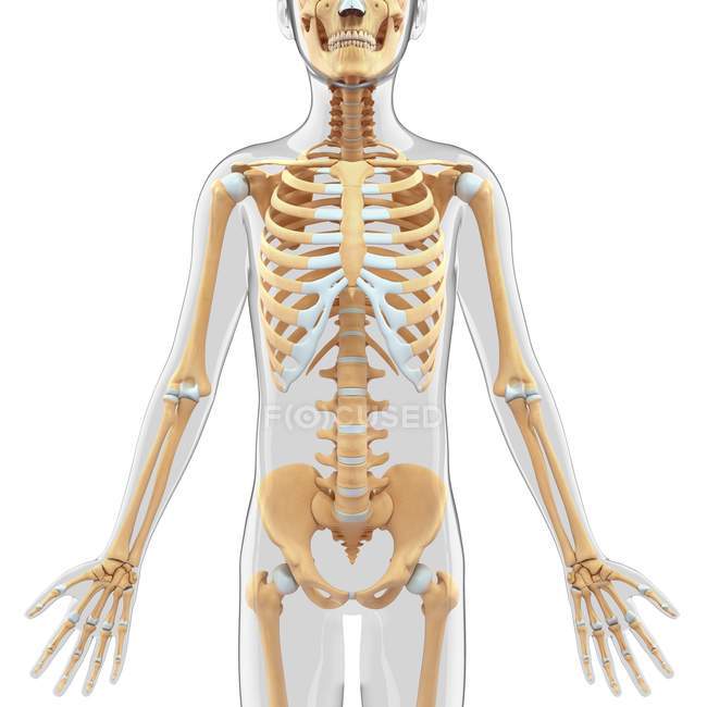 Скелетная система ребенка — стоковое фото