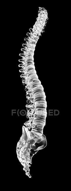 Visualización de la columna vertebral humana - foto de stock