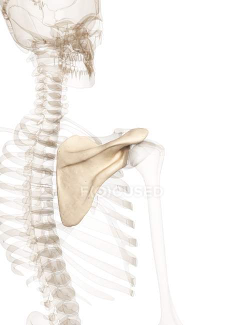 Cintura de hombro anatomía estructural - foto de stock