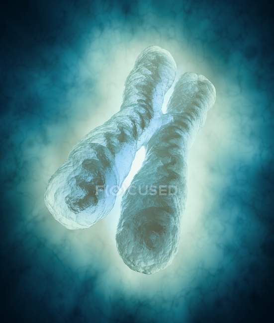 Нормальная Х-хромосома — стоковое фото