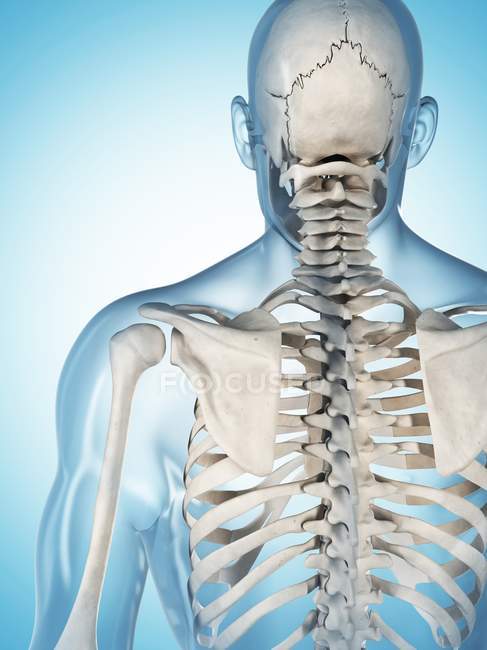 Верхній тіло і череп кісткової системи — стокове фото