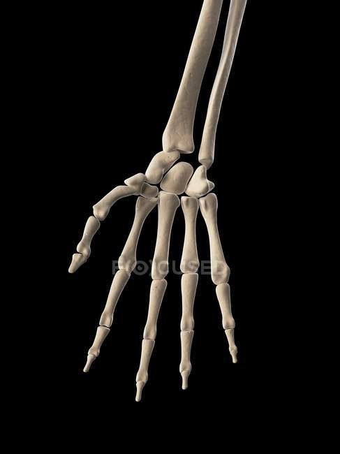 Скелетная структура руки человека — стоковое фото