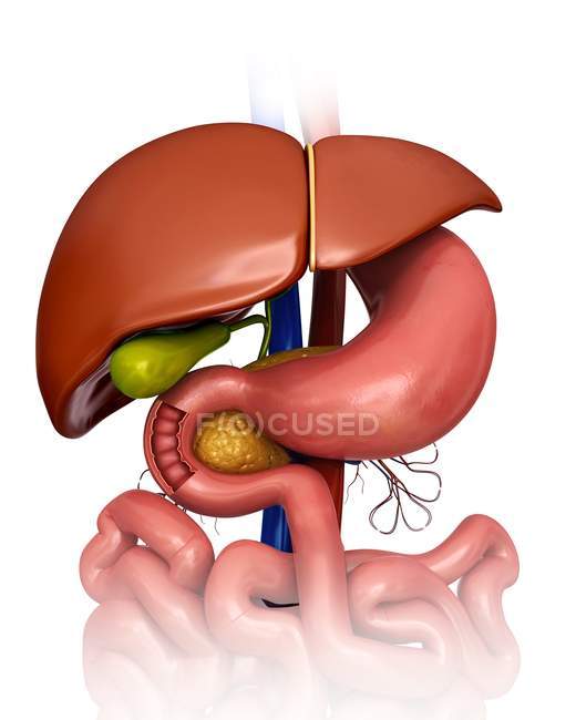 Órganos internos y sistema digestivo - foto de stock