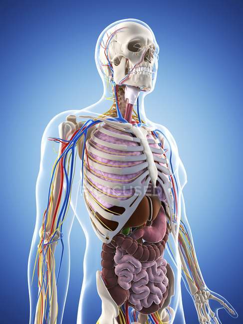 Анатомия взрослого мужчины — стоковое фото
