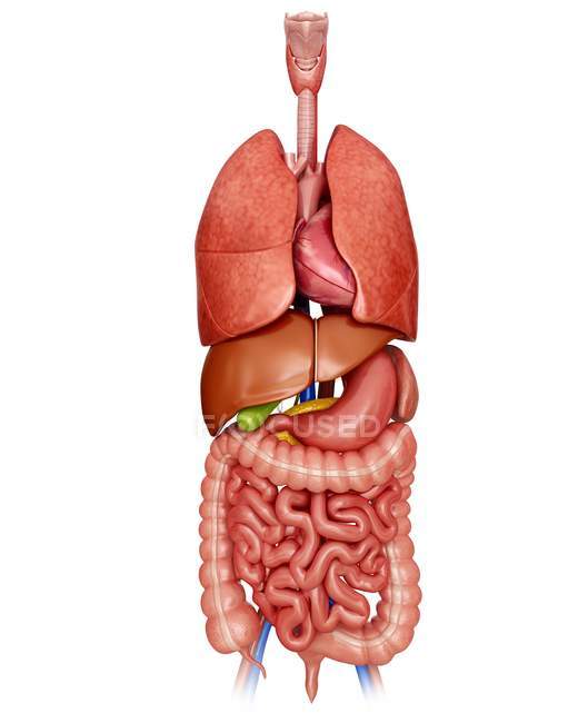 Organi interni e apparato digerente — Foto stock