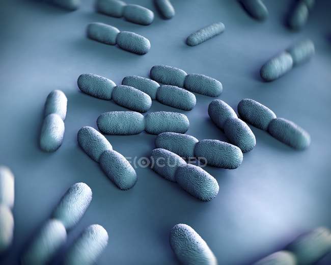 Colonie de Listeria sp. bactéries — Photo de stock