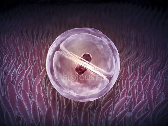 Процесс деления клеток — стоковое фото
