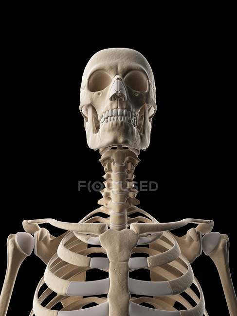 Верхній тіло і череп кісткової системи — стокове фото