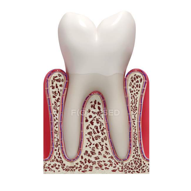 Anatomia sana dei denti — Foto stock