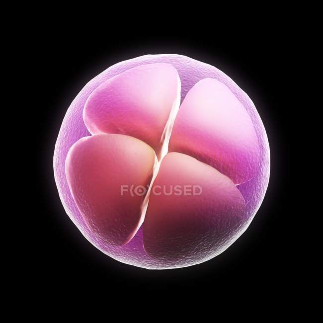 Embrión de cuatro células - foto de stock