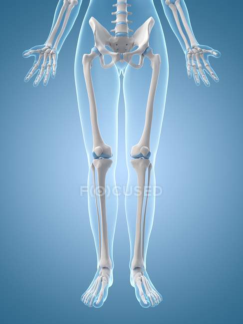 Ossos e articulações das pernas humanas — Fotografia de Stock