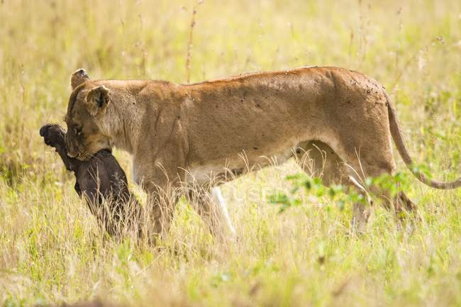 Левиця, несучи здобич у пасовища Танзанії. — стокове фото