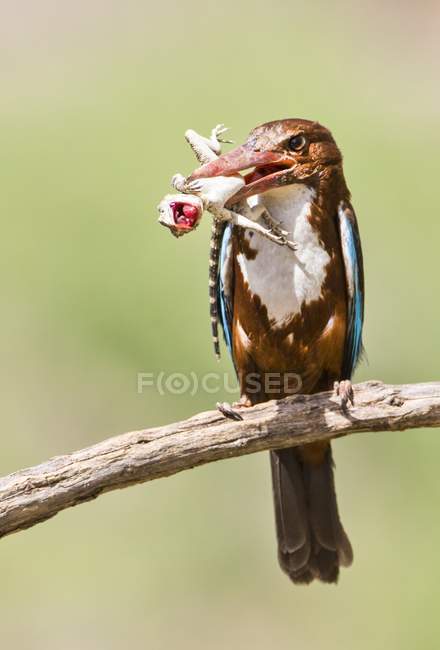 Uccello martin pescatore dalla gola bianca con preda lucertola nel becco . — Foto stock