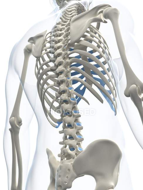 Vista trasera de las vértebras espinales - foto de stock