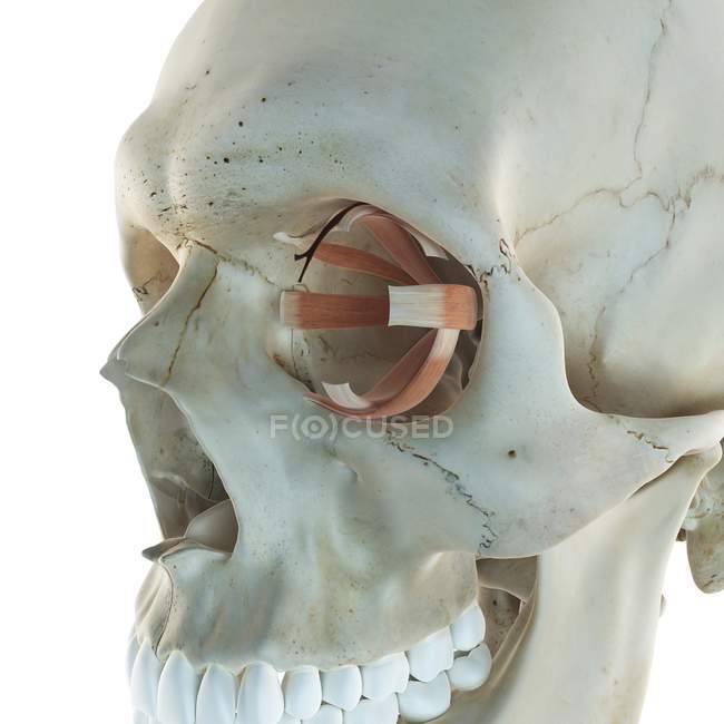 Schädelstruktur und Augenmuskeln — Stockfoto