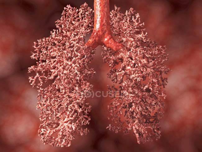 Lungen- und Bronchialstruktur — Stockfoto