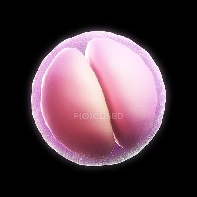 Embryon à deux cellules — Photo de stock