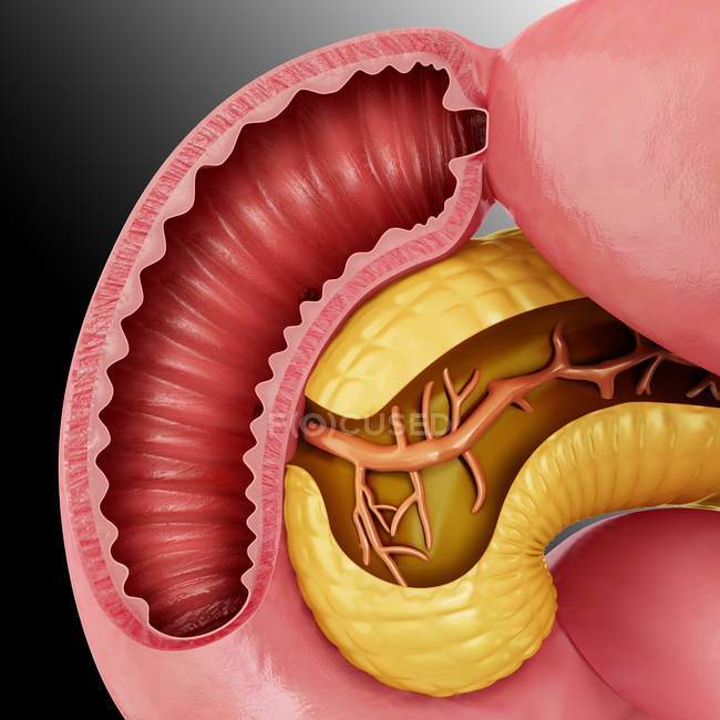 Pâncreas e intestino delgado — Fotografia de Stock