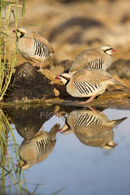 Chukar Partridge birds standing on lakeside. — Stock Photo
