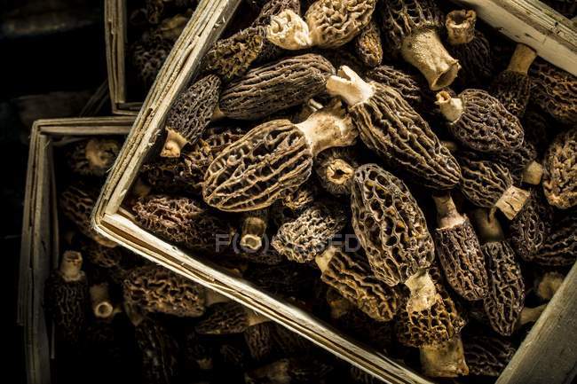 Close-up view of crate with morel mushrooms. — Stock Photo