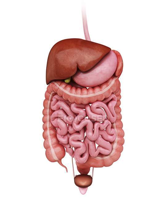 Органы пищеварительной системы человека — стоковое фото