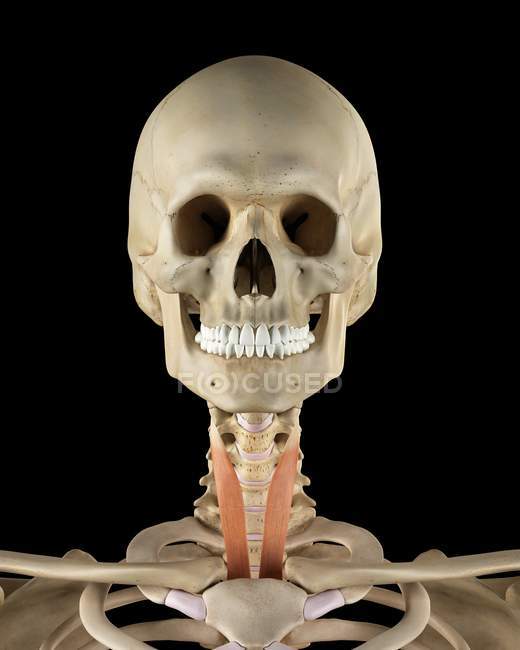 Struttura ossea del collo e anatomia muscolare — Foto stock
