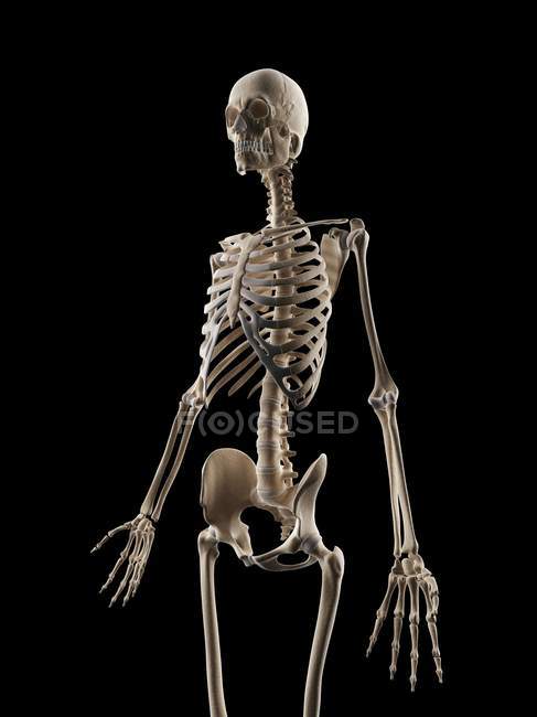 Скелетная система человека на темном фоне — 3 й, биомедицинская иллюстрация  - Stock Photo | #160220644