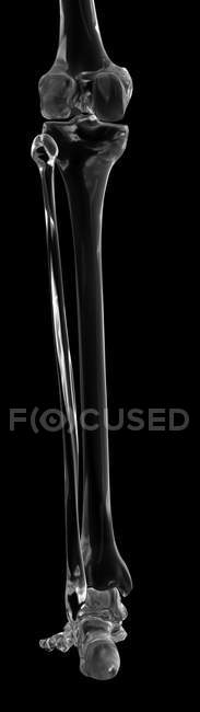 Tibia and fibula bones of lower leg — Stock Photo