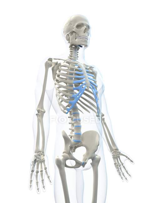 Vista do esqueleto masculino — Fotografia de Stock