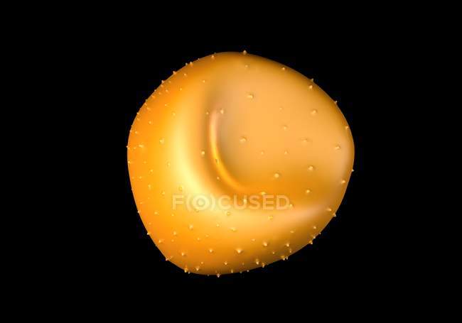Akonitanther und Pollen — Stockfoto