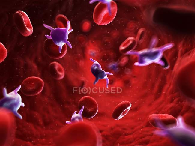 Plaquetas activadas en los vasos sanguíneos - foto de stock