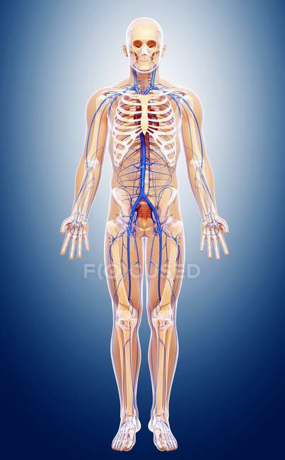 Skeletal and cardiovascular systems of adult — Stock Photo