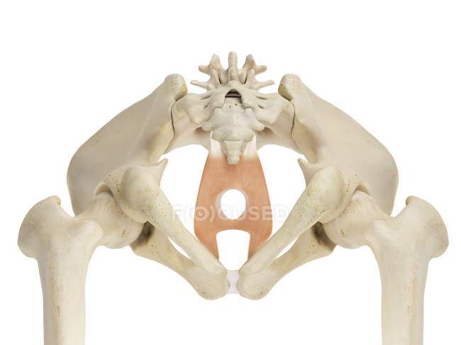 Strukturelle Anatomie des menschlichen Beckens — Stockfoto