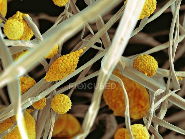 Fungal cells and sporangia — Stock Photo