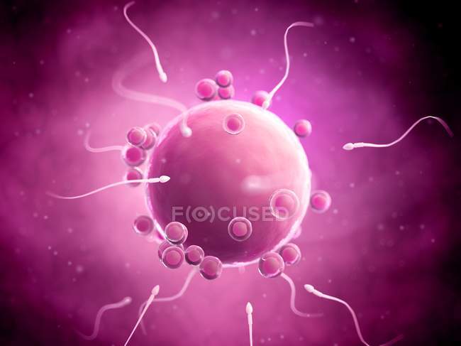Fécondation d'ovules humains sains — Photo de stock