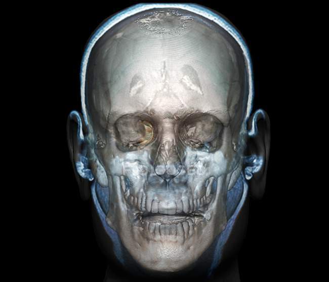 Анатомия головы человека — стоковое фото