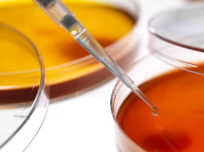 Pipette liquido gocciolante in capsule di Petri — Foto stock