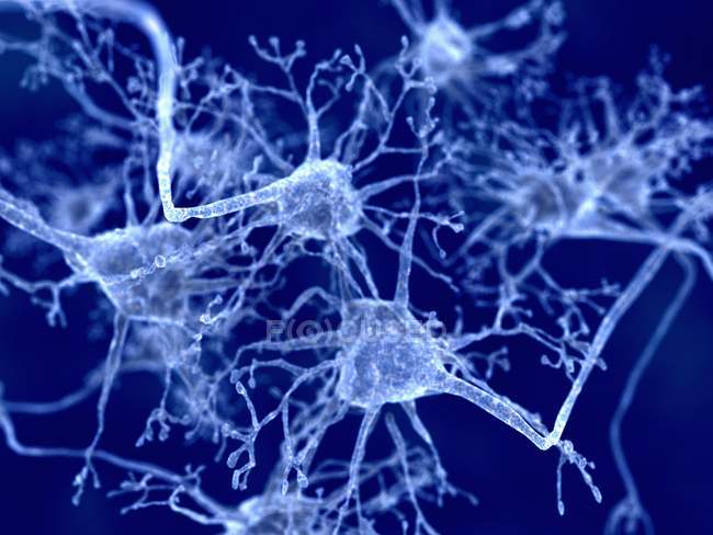 Нервові клітини та міжклітинні з'єднання — стокове фото
