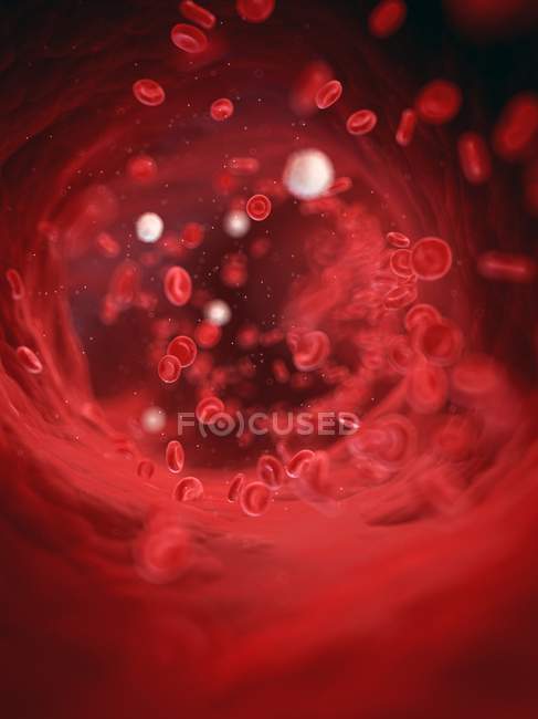 Corriente sanguínea mostrando glóbulos rojos - foto de stock