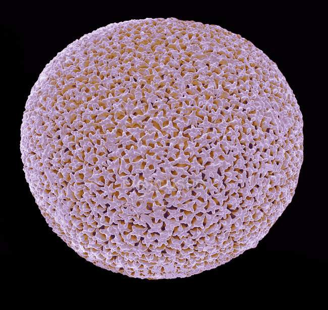 Farbige Rasterelektronenmikroskopie (sem) der Schale der foraminiferen Orbulina sp. — Stockfoto