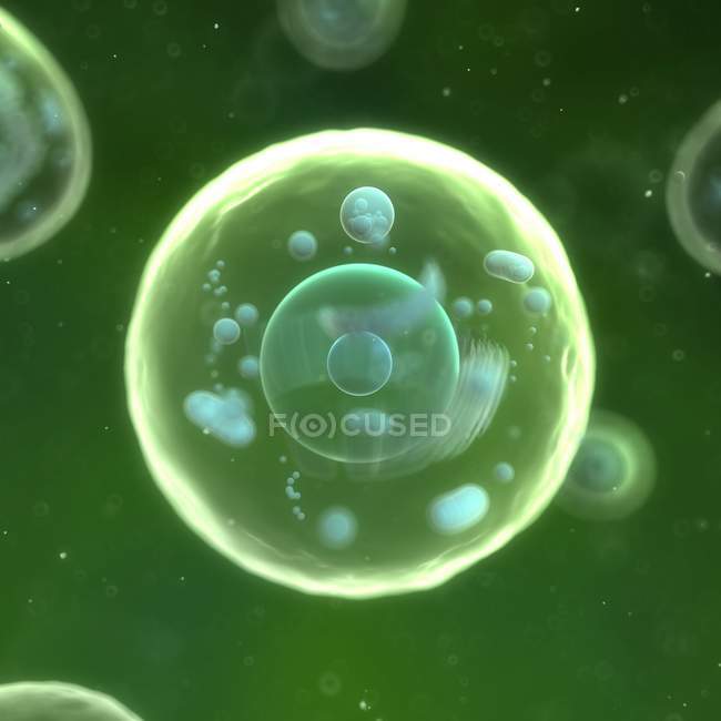 Візуальне відображення клітин тварин — стокове фото