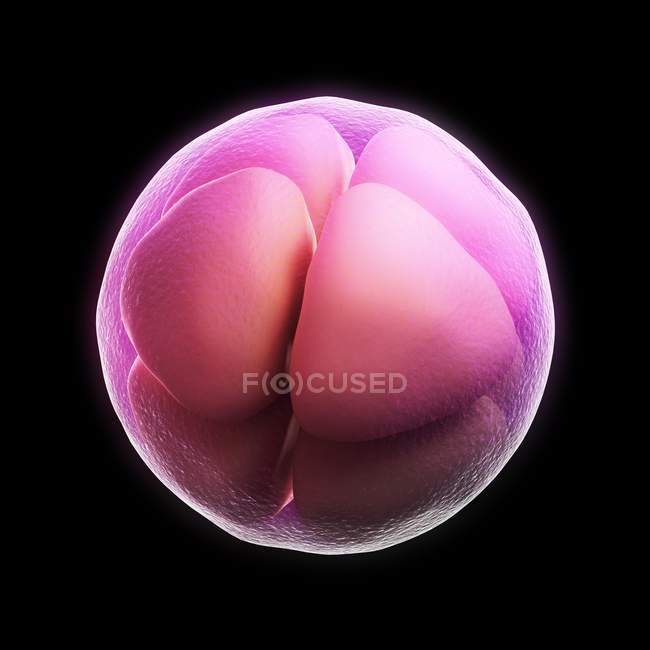 Восьмиклеточный эмбрион — стоковое фото