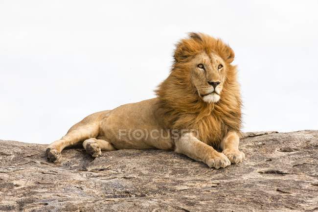Lion resting on rock boulder in Tanzania. — Stock Photo