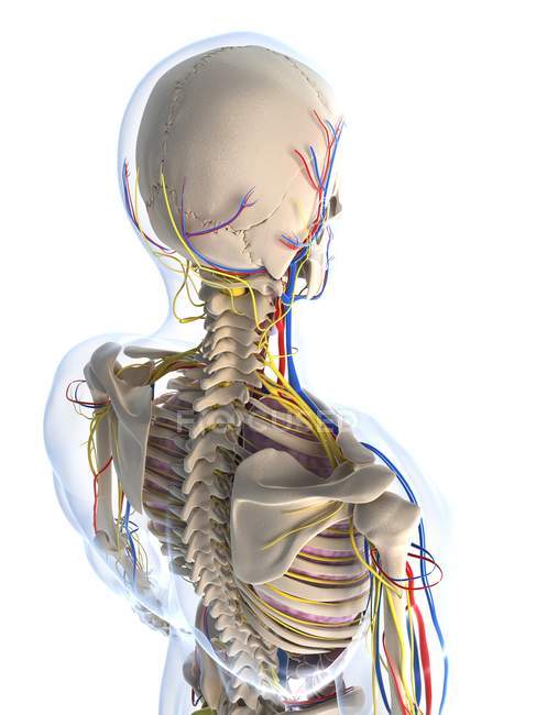 Anatomía estructural masculina adulta - foto de stock