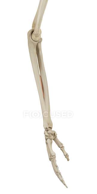 Костная структура нижней руки и функциональная анатомия — стоковое фото