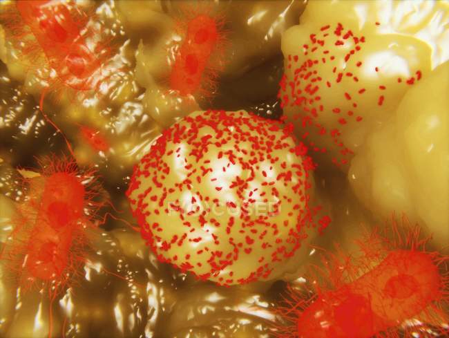 Bacterias bacilos en el intestino - foto de stock