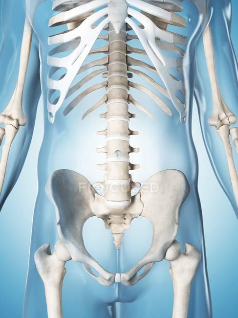 Vértebras espinales y costillas - foto de stock