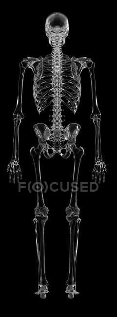 Human skeletal structure — Stock Photo
